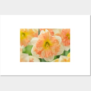 Narcissus  &#39;Vanilla Peach&#39;  Daffodil  Division 11a Split-corona Posters and Art